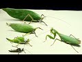 La mantis peutelle manger le plus grand katydid  histoires dinsectes