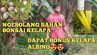 BIBIT KELAPA ALBINO||REVIEW KELAPA ALBINO HASIL NGEBOLANG