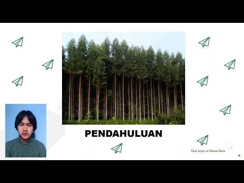 Video: Dalam iklim apakah pokok eucalyptus tumbuh?