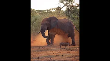 Discover Wildlife Tanzania National Park With Win Tanzania Safaris 