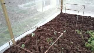 Giant Veg: Giant cabbage preparations for planting