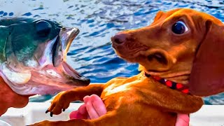 Amazing Animal Moments Caught on Camera!