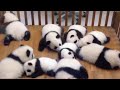 Cutest Baby Animals Videos Compilation - Funniest Baby Animals - Cute Funny Animal Babies Playing