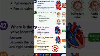 Valves#Heart