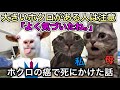 ホクロの癌で死にかけた話 #猫ミーム
