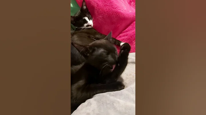 Video 5944481: pretty oriental kittens