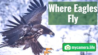 Where Eagles Fly