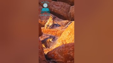 ﴿ أَفَلَمْ يَنظُرُوا إِلَى السَّمَاءِ فَوْقَهُمْ كَيْفَ بَنَيْنَاهَا ... 💛 تلاوة مؤثرة تخاطب القلوب