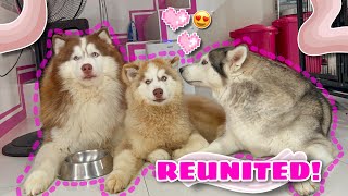 Leon Finally Reunited With His Parents! | MALIA & HERCULES’ REACTION! | Husky Pack TV