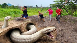 Expert Bravely Digs Up and Captures a Giant White Python Expert Bravely Digs Up And Captures A Giant White Python