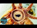 Top 10 Real Life Monsters