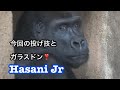 ゴリラ　gorillas Hasani, Jabari & Hasani Jr 💕😀ハサニ、ジャバリとハサニジュニア🦋💞🔆
