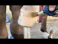🐴Horse Hoof RESTORATION Horse Farm 🐴Horse Hoof Trimming Caring for Your Horses&#39; Hooves