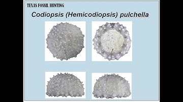 Texas Fossil Hunting   RARE Codiopsis Echinoid   Educational