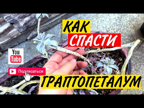 Граптопеталум | Суккуленты уход | Суккуленты 2022