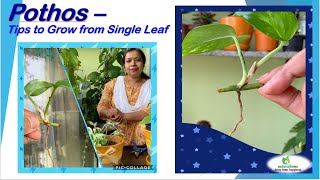Pothos Plant - Tips to Grow from Single Leaf pothos moneyplant houseplant gardening indoorplant