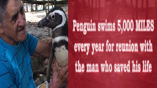 Penguin swims 5,000 miles every year for reunion with the man who saved his life