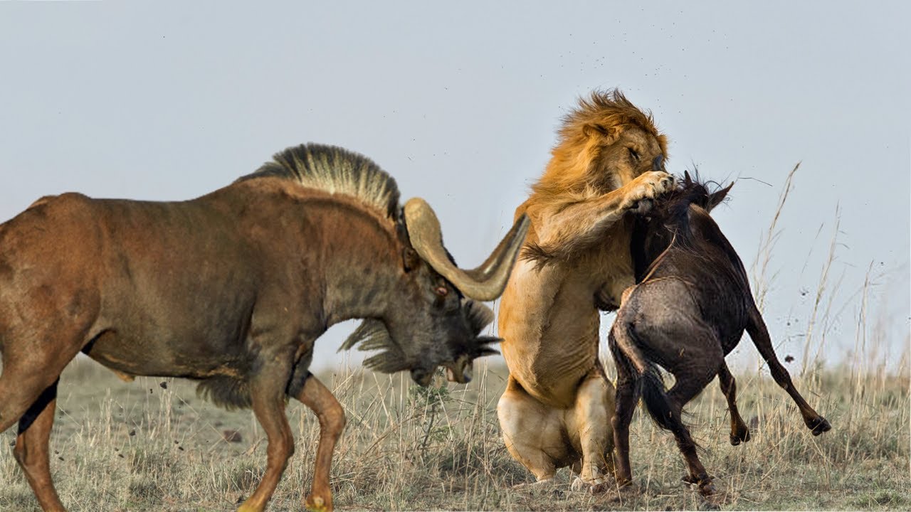 Lion attacks Wildebeest Giving Birth - YouTube