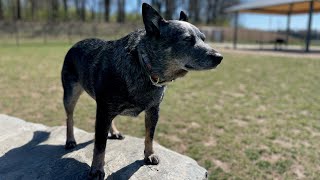 Piedmont Woods Dog Park review - Clarksburg, MD