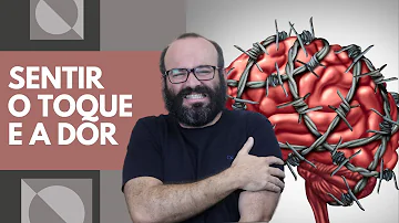 Como a pele é capaz de perceber sensações como tato a pressão e a dor?