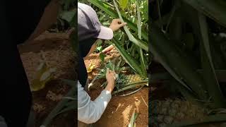 metik buah nanas di kebun belakang rumah #fypyoutube #shortvideo #shorts #buahnanas