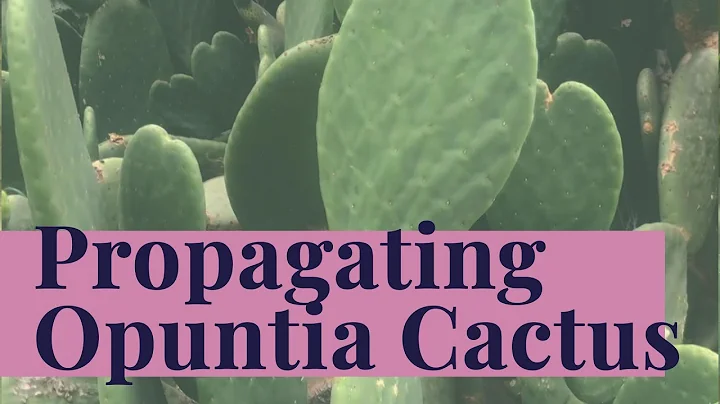 Få Opuntia gratis! - Hur du planterar och propaganderar Prickly Pear Cactus