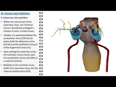 ANATOMIE FMPM NERF ACCESSOIRE 