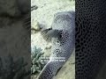 Aslan Balığı ve Balon Balığı Gibi Türlerin Akdeniz’de Ne İşi Var?