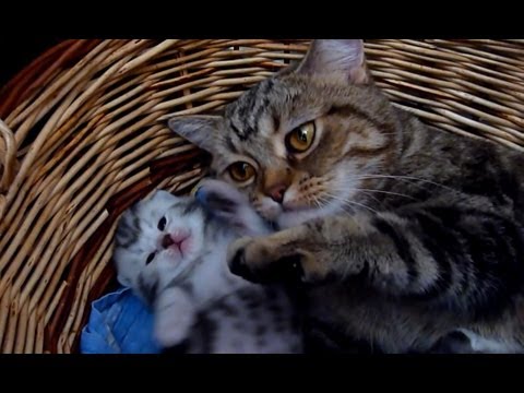 Cutest Cat Moments. How to raise happy children  -  10 tips from  Mom - Cat Coco