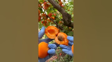 تلاوة مباركة بصوت الراقي والمعالج محمد أبو أمجد #طاقة #اكسبلور #المصحف #ترند #تيك_توك #دويتو