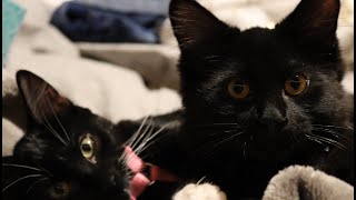 WE GOT KITTENS.