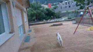 Kira Bullterrier Denia