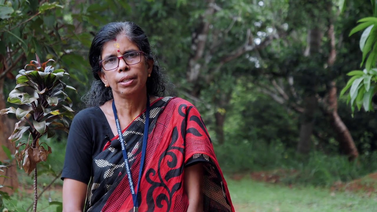 കപ്പ കൃഷി  Tapioca cultivation