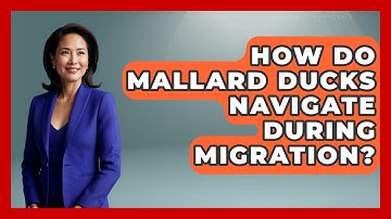 How Do Mallard Ducks Navigate During Migration? - Exploring Campgrounds