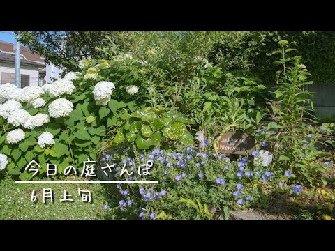 6月上旬の庭 紫陽花アナベルが花盛り 貴重な晴れ間に撮影した庭の各エリアの様子を無農薬の庭からお届けするナチュラルガーデニングvlogです Youtube