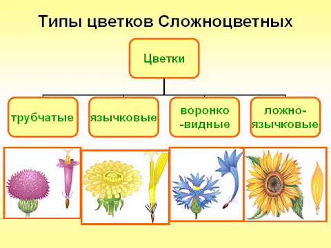 Укажите жизненную форму большинства сложноцветных. Двудольные растения семейства Сложноцветные. Класс двудольные семейство Сложноцветные Астровые 6 класс. Розоцветные и Сложноцветные. Розоцветные и Сложноцветные растения.