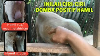 CHARACTERISTICS OF EARLY PREGNANT & OLD PREGNANT SHEEP