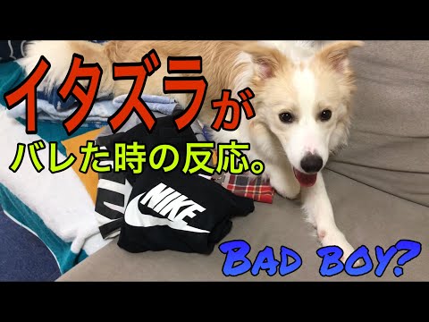 【いたずら】叱られた時のボーダーコリーの反応が面白すぎて怒れなくなる飼主。