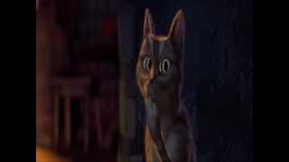 OOOOH cat