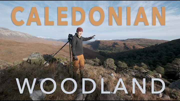 Photographing SCOTLANDS ANCIENT Forests