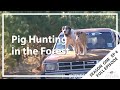 Hunting Aotearoa S01E04 - Pig Hunting in the Forest