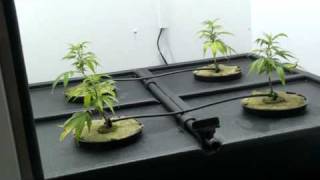 Flatmates in Veg