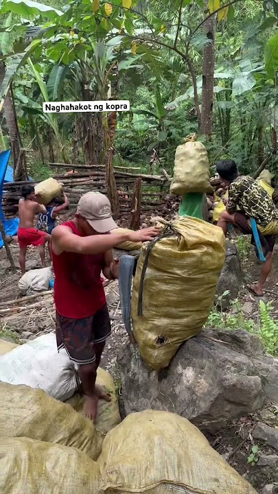 Naghahakot ng kopra #kopra #coconut #coconutfarmer