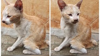 RESCUE STRAY CAT SUFFERING FROM ILLNESS