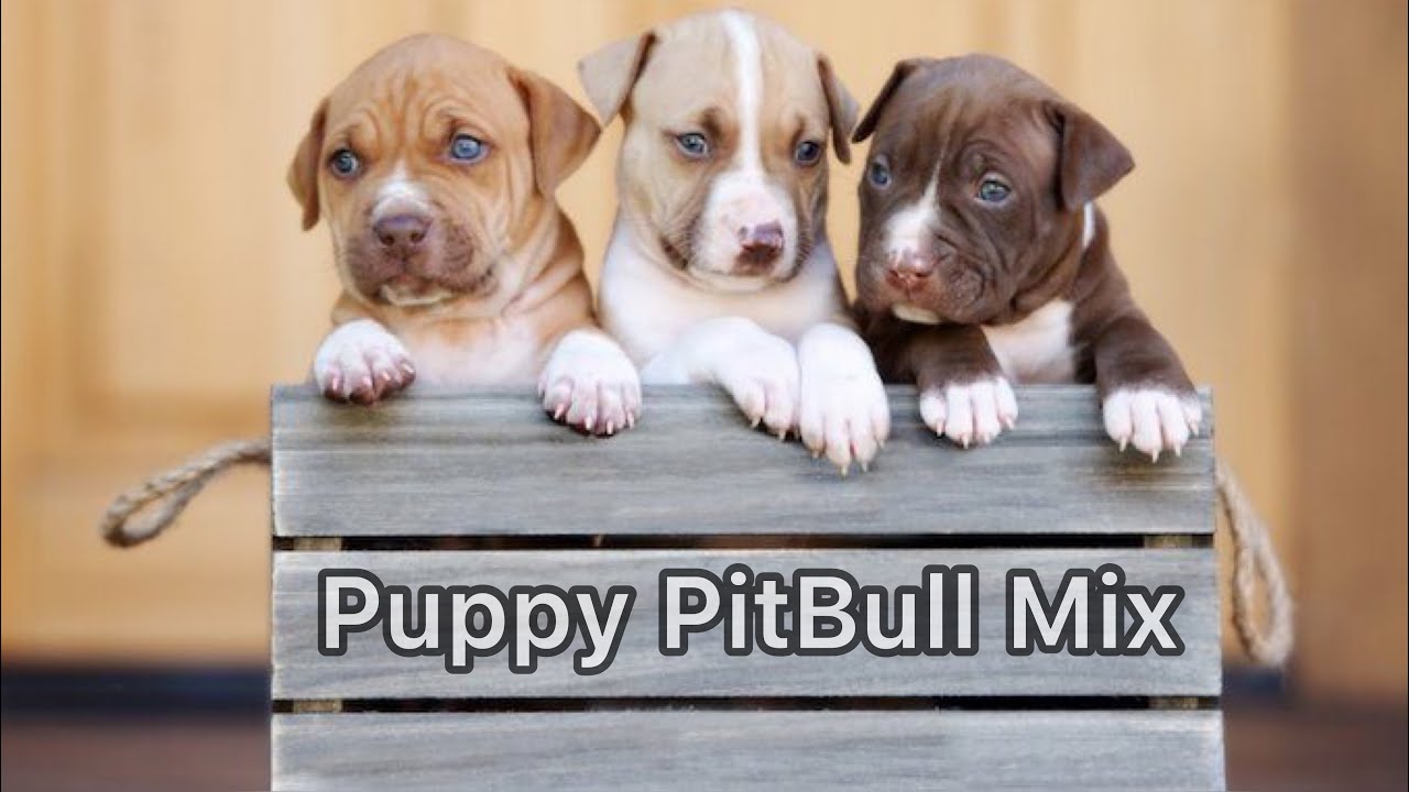 Puppy Pitbull Mix - YouTube