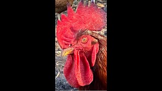 Foghorn the rooster crows to start the day