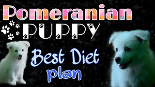 pomeranian puppy diet chart in hindi पोमेरियन पोमेरेनियन डॉग pomeranian puppies food chart