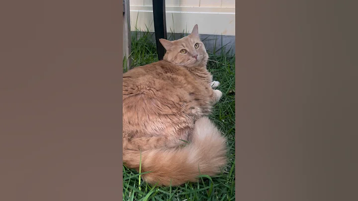 Video 10830051: maine coon cat cutecat, maine coon kitty cat, maine coon cat kitten, coon cat kitten cute, pretty maine coon cat, maine coon cat animals