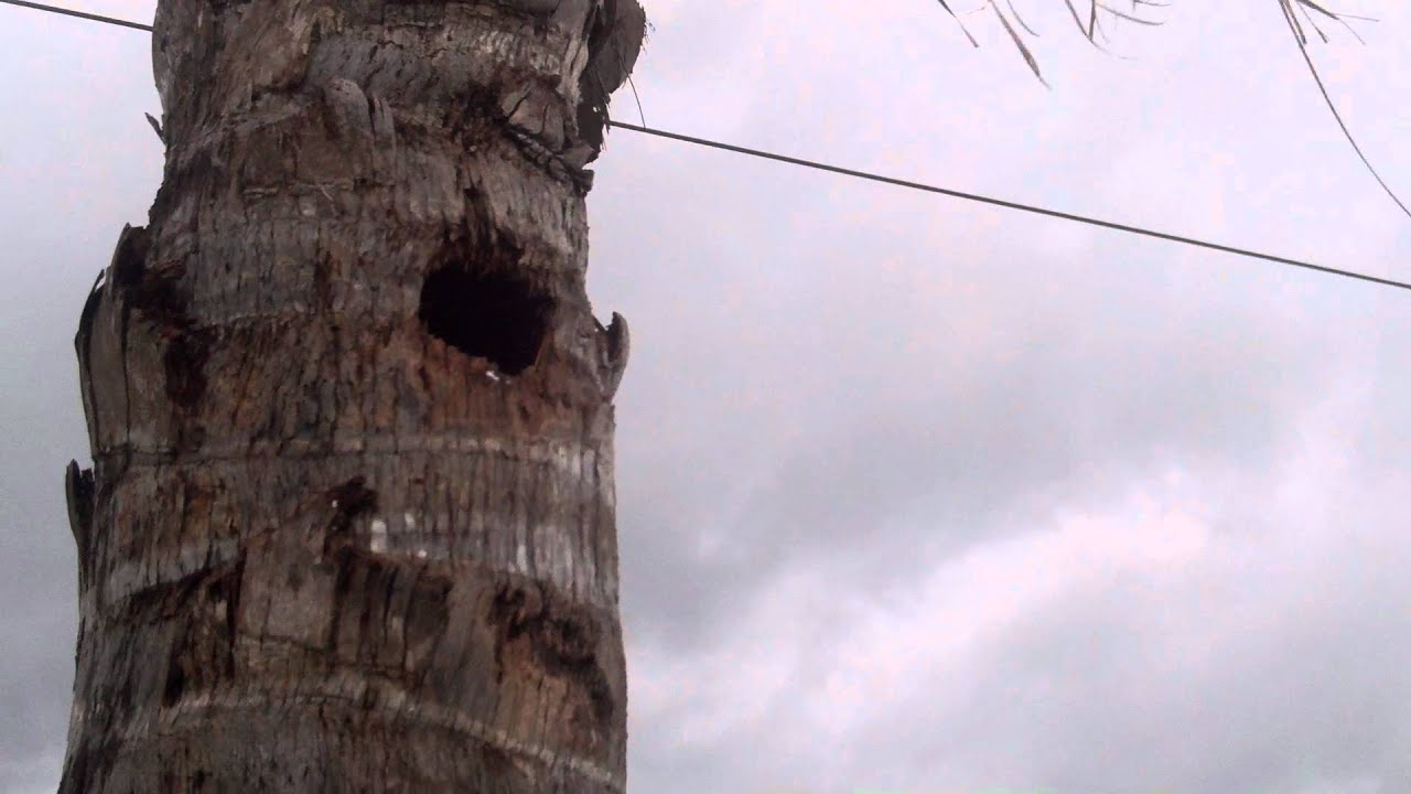 Woodpecker Nests in my Palm Tree Taken During Tropical Storm Debby