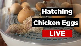 LIVE - Hatching Chicken Eggs with 2 Incubators -  Live Stream
